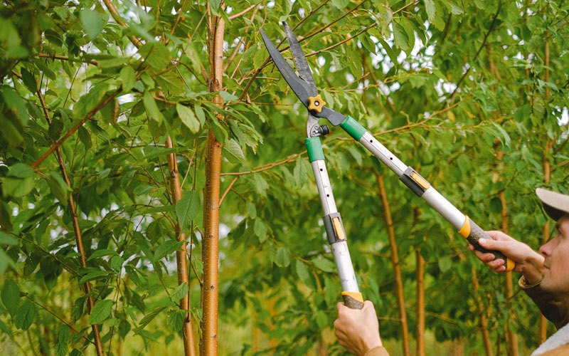 Tree trimming in Palmer, AK